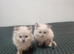 Fluff ball - Domestic Kitten For Adoption - Addicks&comma; TX&comma; US
