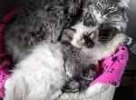 Toni - Maine Coon Cat For Adoption - East Boston&comma; MA&comma; US