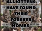 Siberian Silver Female - Siberian Kitten For Sale - Eagan&comma; MN&comma; US