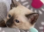 Nancy Claws - Siamese Kitten For Sale - Sinking Spg&comma; PA&comma; US