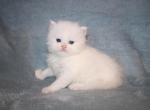 White Persian Female Persian Kitten - Persian Kitten For Sale - Stanton&comma; MO&comma; US