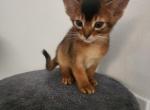 Bruno - Abyssinian Kitten For Sale - Palm Coast&comma; FL&comma; US