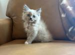 Pink collar - Ragdoll Kitten For Sale - 
