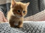 Firecracker - Minuet Kitten For Sale - West Branch&comma; MI&comma; US