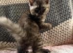 Charkie - Selkirk Rex Kitten For Sale - West Branch&comma; MI&comma; US