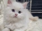 Annie's Litter - Ragdoll Kitten For Sale - Nixa&comma; MO&comma; US