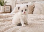 Princess - Ragdoll Kitten For Sale - 