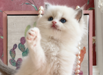 Sugar - Ragdoll Kitten For Sale - P J S&comma; NY&comma; US