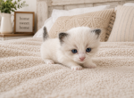 Peach - Ragdoll Kitten For Sale - Ocala&comma; FL&comma; US