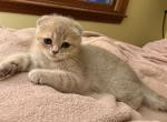Mila - Scottish Fold Kitten For Sale - MA&comma; US