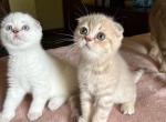 Mila - Scottish Fold Kitten For Sale - MA&comma; US