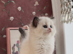 Honey - Ragdoll Kitten For Sale - P J S&comma; NY&comma; US