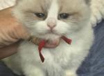 Afroditedolls Thelma - Ragdoll Kitten For Sale - 
