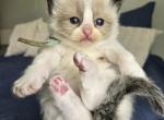 Afroditedolls Cinnamon - Ragdoll Kitten For Sale - 