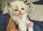 Afroditedolls Curry - Ragdoll Kitten For Sale - 