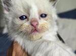 Afroditedolls Curry - Ragdoll Kitten For Sale - Bradenton&comma; FL&comma; US