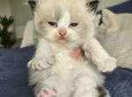 Afroditedolls Saffron - Ragdoll Kitten For Sale - Bradenton&comma; FL&comma; US