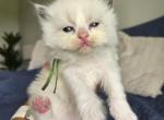 Afroditedolls Chili - Ragdoll Kitten For Sale - Bradenton&comma; FL&comma; US