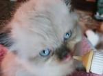 Mariah's kittens - Himalayan Kitten For Sale - Thornville&comma; OH&comma; US