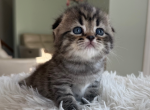 Uno - Scottish Fold Kitten For Sale - New York&comma; NY&comma; US