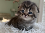 Uno - Scottish Fold Kitten For Sale - Omaha&comma; NE&comma; US