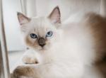 Annies litter - Ragdoll Kitten For Sale - Cape Coral&comma; FL&comma; US