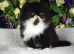 Moira - Persian Kitten For Sale - Willis&comma; TX&comma; US