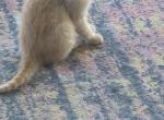 Alvin and the chipmunks - Polydactyl Kitten For Sale - Washington&comma; PA&comma; US