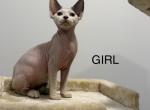 Sphynx kittens - Sphynx Kitten For Sale - Inman&comma; SC&comma; US