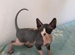 Sphynx kittens - Sphynx Kitten For Sale - Inman&comma; SC&comma; US