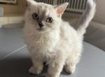 Cream Selkirk Kitten - Selkirk Rex Kitten For Sale - Rancho Cucamonga&comma; CA&comma; US