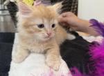 Spring - Siberian Kitten For Sale - Pittston&comma; PA&comma; US