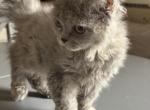 Gray Selkirk Kitten - Selkirk Rex Kitten For Sale - Rancho Cucamonga&comma; CA&comma; US