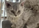 Light Gray Selkirk Kitten - Selkirk Rex Kitten For Sale - Rancho Cucamonga&comma; CA&comma; US