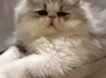 Nilo - Persian Kitten For Sale - Stilwell&comma; OK&comma; US