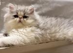 Nilo - Persian Kitten For Sale - Stilwell&comma; OK&comma; US