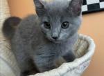 Lucy - Scottish Straight Kitten For Sale - 