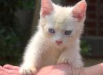 Buttons - Siamese Kitten For Sale - 