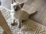 Kiwi - Siamese Kitten For Sale - CA&comma; US