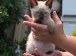 Whiskers - Siamese Kitten For Sale - 