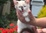 Pebbles - Siamese Kitten For Sale - 