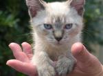 Misty - Siamese Kitten For Sale - Ronks&comma; PA&comma; US