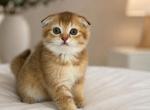 Jasmine - Scottish Fold Kitten For Sale - Clifton&comma; NJ&comma; US