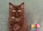 Thomas - British Shorthair Kitten For Sale - Clifton&comma; NJ&comma; US