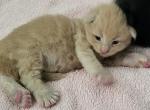Greenjack ApexNC - Maine Coon Kitten For Sale - Apex&comma; NC&comma; US