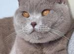 Lily - British Shorthair Kitten For Sale - Sn Bernrdno&comma; CA&comma; US