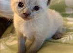 Behind Blue Eyes - Siamese Kitten For Sale - Liverpool&comma; NY&comma; US