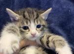 Precious - Domestic Kitten For Sale - Reading&comma; PA&comma; US