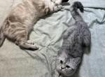 Queenie - Scottish Straight Kitten For Sale - Brooklyn&comma; NY&comma; US