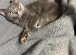 Leah - Scottish Straight Cat For Sale - Brooklyn&comma; NY&comma; US